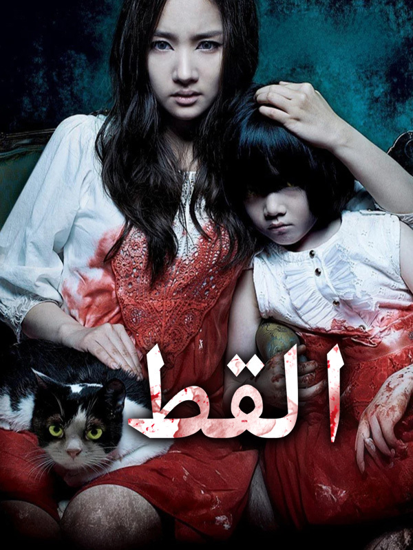 القط